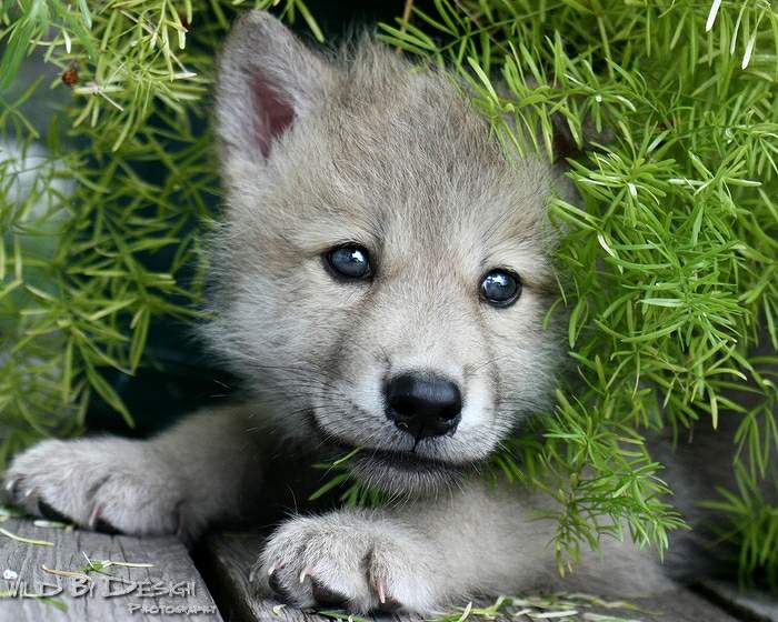 Da Mangiaparole il tuo aperitivo a favore degli animali