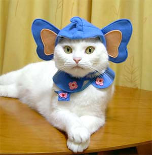 Marted Grasso con ... i gatti ... 