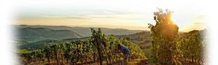 Degustazione Chianti a Roma